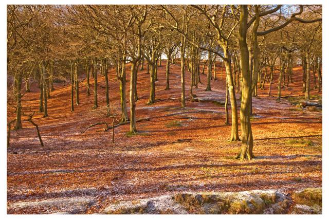 spring_trees_at_tandle_hill.jpg